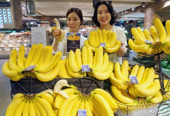 현대百, 필리핀 고산지 바나나 출시