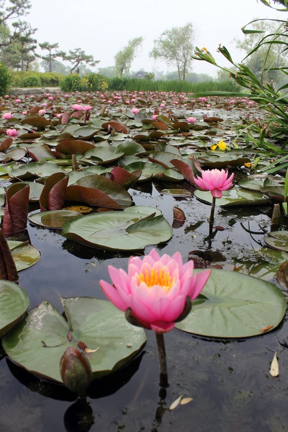 백마강 황포돛배에 앉아 落花岩을 바라보노라