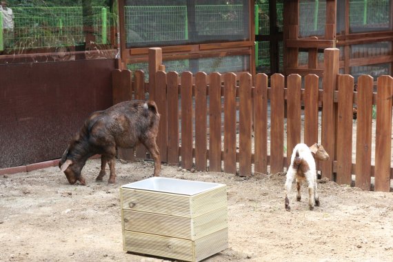 한화리조트 양평 동물농장