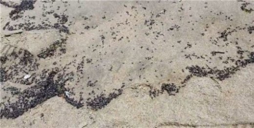 광안리 개미떼, 지진 전조 현상? “개미떼 지진과 무관하다”