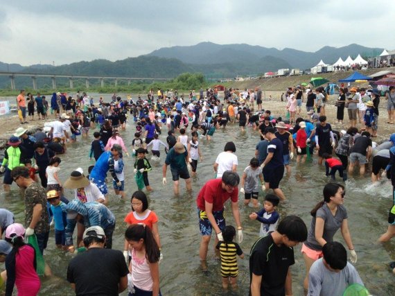 무더위 잊게하는 영월 '맨손으로 송어 잡기' 축제