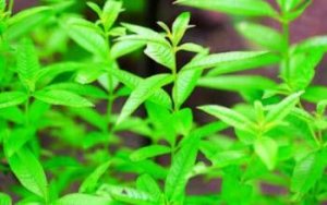 다이어트에는 수분섭취가 중요...허브티 7종 추천