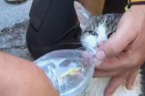 [영상] 이탈리아 지진 현장에서 살아 돌아온 고양이.."6일이나 버텼다" 기적