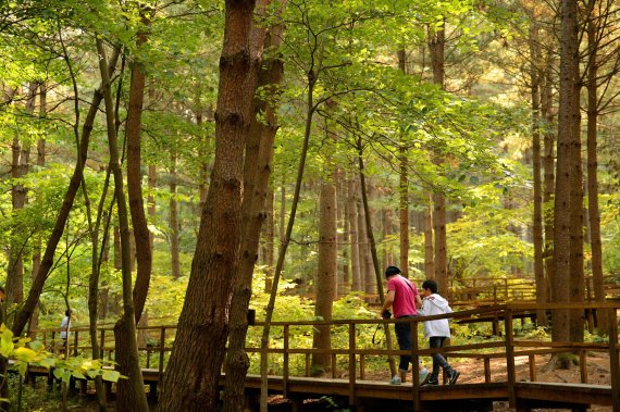 아름다운 산세를 자랑하는 청태산자연휴양림은 울창한 잣나무 숲 사이로 800m 규모의 데크로드를 설치해 누구나 쉽게 숲을 즐길 수 있다. 사진=조용철 기자