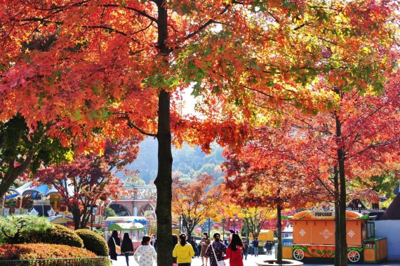 에버랜드 단풍 산책로