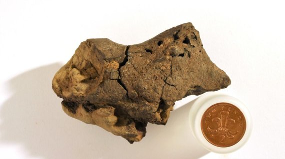 英연구진 세계 최초 공룡 '뇌 화석' 발견