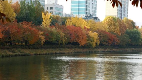 잠실 석촌호수에서 오는 4일부터 6일까지 낙엽거리축제가 열린다. 가을이 되면 석촌호수는 왕벚나무, 은행나무 등이 형형색색으로 수채화를 그려낸다.