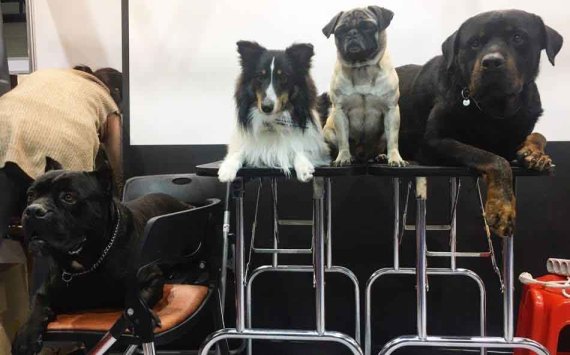 지난 주말 강남구 대치동 세텍(SETEC)에서 열린 서울국제펫페스티벌에 영화 '곡성'에 출연한 케인코르소(왼쪽 첫번째), '터널'에 출연한 퍼그(왼쪽 세번째), 영화 '밀정'에 출연한 로트와일러(왼쪽 네번째)가 포즈를 취하고 있다.