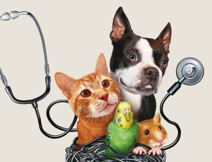 [반려동물과의 행복한 동행] 반려동물 보험 내밀면‘바가지’도.. 의료비 기준 마련 시급