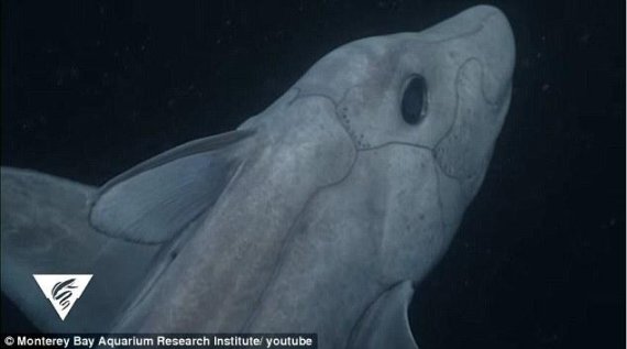 사진=몬테레이만 해양연구소