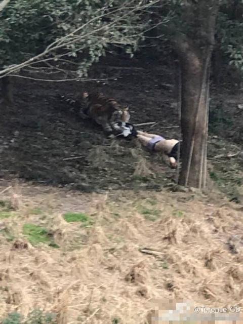 2만원 아끼려다 호랑이에 찢겨 죽은 男