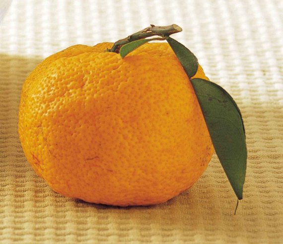 [plus 약이 되는 제철음식] 감기에 참 좋은 '유자' 사과·레몬 제친 비타민 C 덩어리라네요~