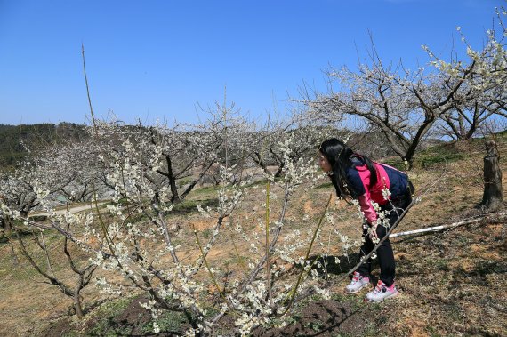 전남 고흥 인학마을 대화농장 매화