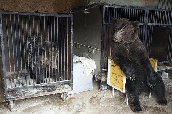 러시아 노인이 갈색곰 두 마리와 동거하게 된 이유는?