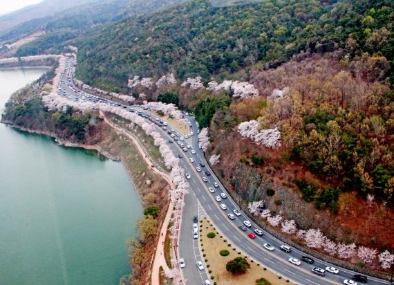 이달말부터 전국서 다양한 봄꽃축제 열린다