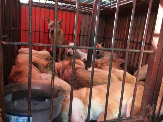 경기 성남 모란시장의 한 개고기 판매 업소에 지난 23일 개들이 좁은 철창에 갖혀 도축을 기다리고 있다. 사진=강규민 기자