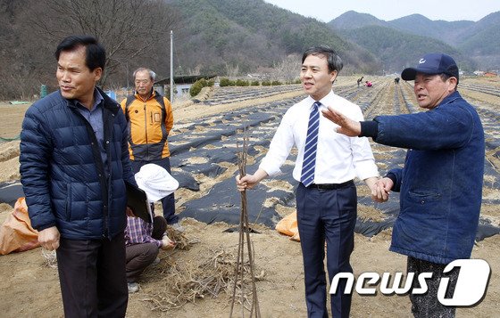 김승수 전주시장이 한지의 원료인 닥나무 재배단지를 살펴보고 있다. 사진 =뉴스 1 DB