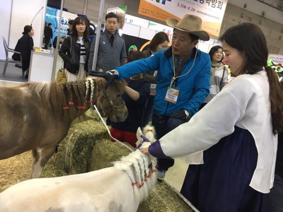 지난해 열린 미니호스 나들이행사에서 시민들이 미니호스를 만져보며 즐거운 시간을 보내고 있다.