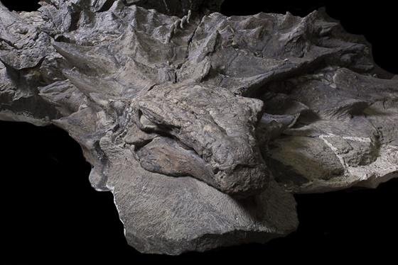 캐나다 앨버타 주에서 발견된 노도사우루스 화석은 가장 잘 보존된 공룡 화석으로 알려져 있다./로얄 티렐 박물관
