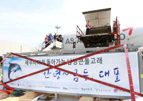 아시아나항공 인천화물서비스지점 직원들이 22일 화물 전세기편으로 돌고래 두 마리를 인천에서 제주로 수송하기 위한 작업을 진행하고 있다.