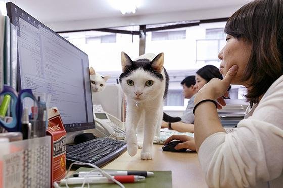 '스트레스 감소 목적'.. 고양이 9마리와 함께하는 회사