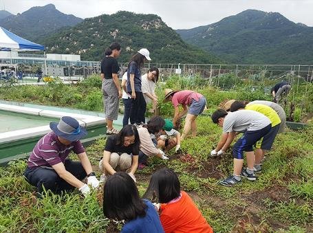 서울대 옥상 빗물 텃밭서 키운 감자 150kg 수확