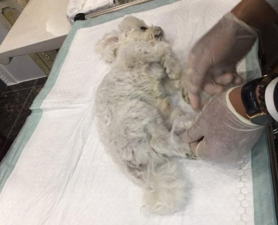 "강아지 귀엽다" 위로 던졌다가 사망.. 경찰 수사 착수