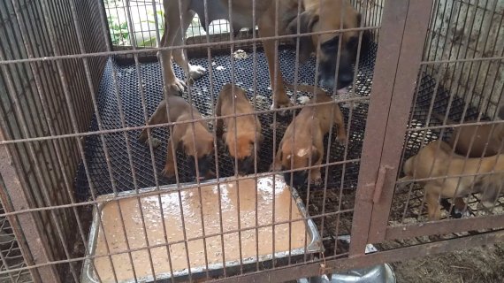 국내 한 식용개농장에서 태어난 강아지들이 음식물쓰레기를 먹고 있다. 사진=카라 제공