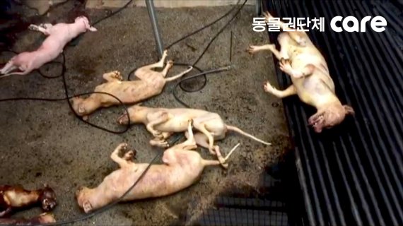 케어, 재래시장 불법 개도살 고발