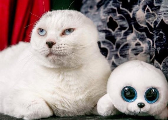 양쪽 귀 잃은 고양이 입양.. 함께 상처 극복한 사연