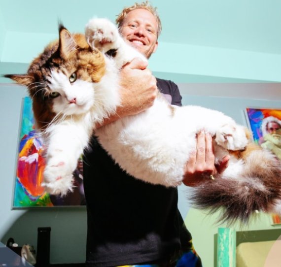뉴욕에서 가장 큰 고양이로 알려진 삼손이 '세계에서 가장 큰 고양이'에 도전하고 있다./catstradamus 인스타그램