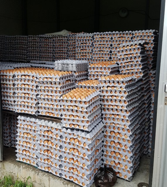 반품 처리된 계란 2000여판이 마리농장 한쪽에 쌓여있다.