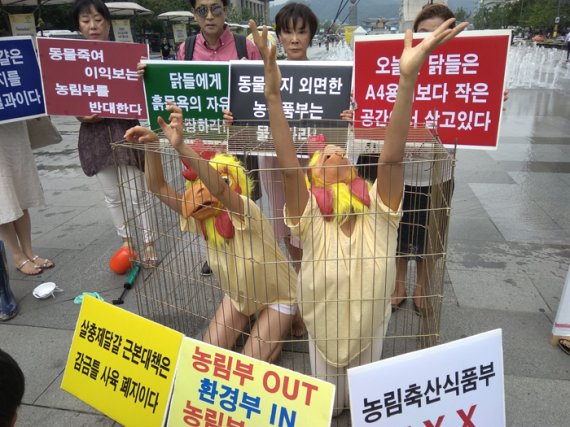 동물보호단체들이 18일 오후 광화문광장에서 살충제 달걀 파동과 관련, 농림축산식품부를 비판하는 기자회견을 갖고 철장 케이지에 갇힌 닭들에 대한 퍼포먼스를 벌이고 있다.