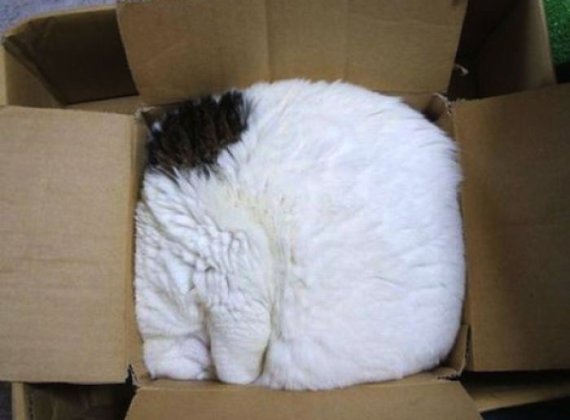 알다가도 모를 고양이의 '상자사랑' 사진 10장