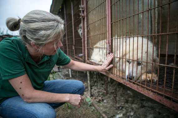 국제 동물보호단체인 휴메인소사이어티 인터내셔널(HSI) 관계자가 최근 충남 예산에 있는 한 식용견 농장을 방문해 구조할 개를 살펴보고 있다. 사진=HSI 제공