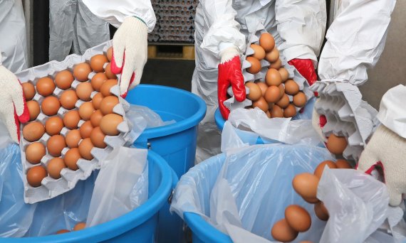 경남 양산의 한 양계농가에서 생산한 계란에서 기준치를 초과한 살충제 성분이 검출돼 양산시가 살충제 계란 회수에 나섰다./사진=fnDB