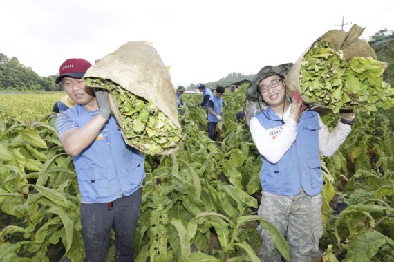 KT&G 임직원들이 지난 18일 충남 천안시 성남면 잎담배 산지에서 일손을 돕고 있다. KT&G는 국내 담배업체 가운데 국산 잎담배를 유일하게 구매하고 있다.