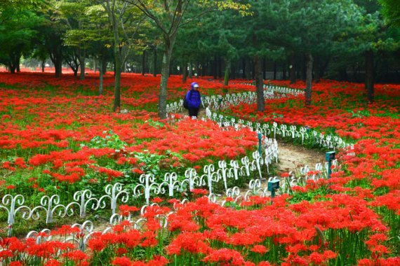 가을 문턱에 들어서는 9월에는 계절의 변화를 알리는 다양한 축제가 전국 각지에서 열린다. 전남 영광에서 매년 9월 중순 열리는 '영광불갑산 상사화축제'를 찾은 한 여행객이 붉게 핀 꽃무릇 사이를 걷고 있다.