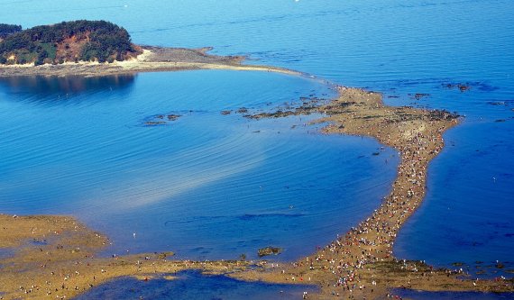 충남 보령시 무창포 해수욕장 백사장과 석대도 사이 1.5㎞에 이르는 S자 모양의 바닷길이 열린 모습.