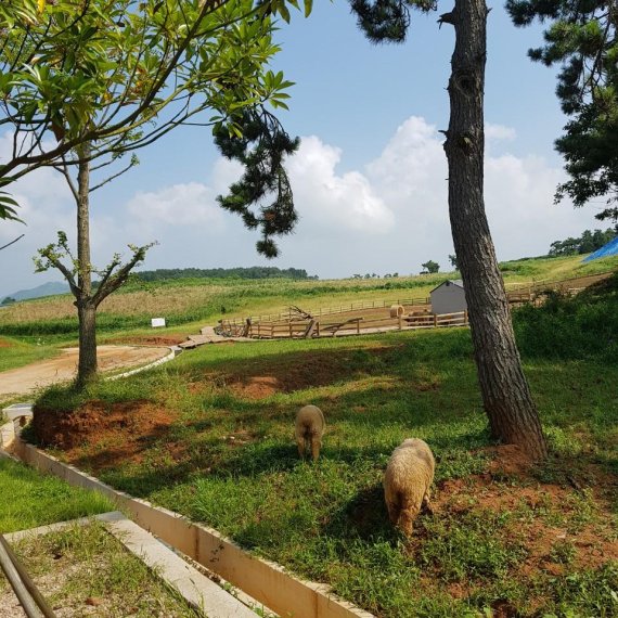 [현장르포] 매일유업 '상하농원' 동물복지로 건강한 먹거리 책임 실천