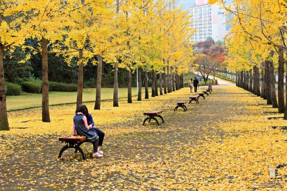 울산 도심의 은행나무 가로수길 /사진=울산광역시