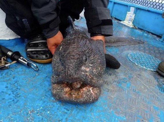 거대한 입, 쭈글쭈글한 피부 때문에 '괴물' 취급을 자주 받는 울프피쉬는 1m가 넘는 개체도 자주 목격된다./히라사카 히로시 트위터