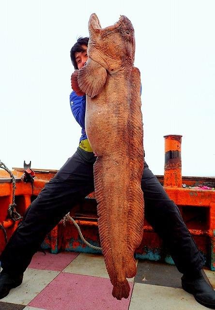 히로시 씨가 트위터에 올린 또다른 울프피쉬 사진. 성인 남성 평균 신장을 175cm로 잡을 때 사진 속 갈색 울프피쉬의 몸길이는 1m를 훌쩍 넘길 수도 있다./히라사카 히로시 트위터