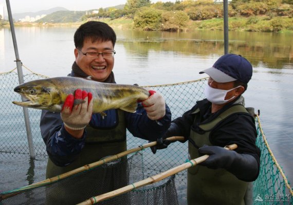 태화강 연어 /사진=울산광역시