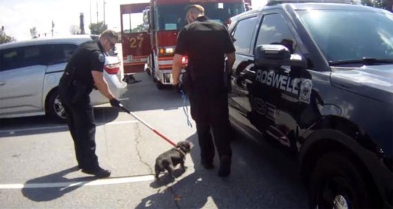 미국 조지아주 로즈웰 경찰이 지난 7월 차 안에 방치돼 있던 개 두 마리를 구조했다. 이 중 한 마리는 열사병 증상을 보이기도 했다. 개 주인인 여성은 동물학대 혐의로 기소돼 유죄가 확정될 경우 벌금을 내거나 징역을 살아야 한다.