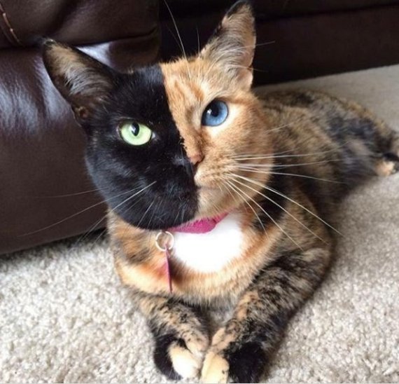 미국의 비너스 [사진=비너스 인스타그램]