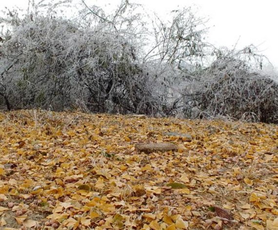 내년이면 중앙선 철로에서 사라질 강원 원주 반곡역 늙은 고목에서 떨어진 낙엽들이 겨울눈을 맞고 있다. 사진=서정욱 기자