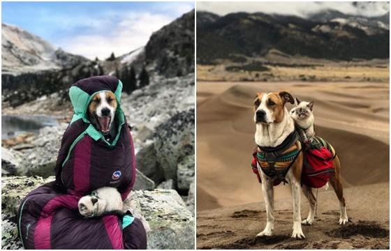 여행의 동반자 된 개와 고양이의 '특별한 우정'