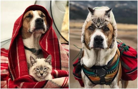 여행의 동반자 된 개와 고양이의 '특별한 우정'