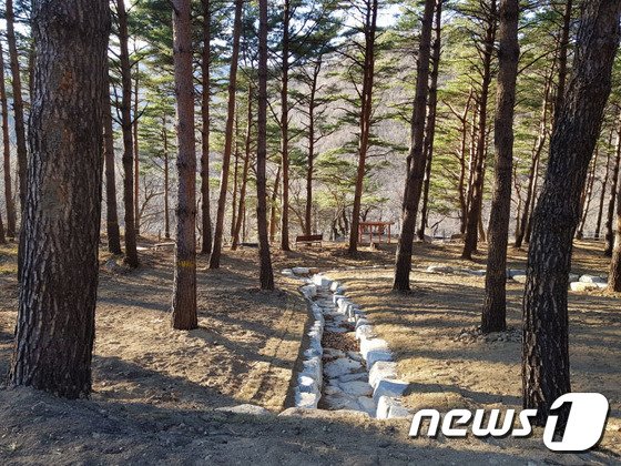 고성 소똥령 유아숲 체험원. 뉴스1